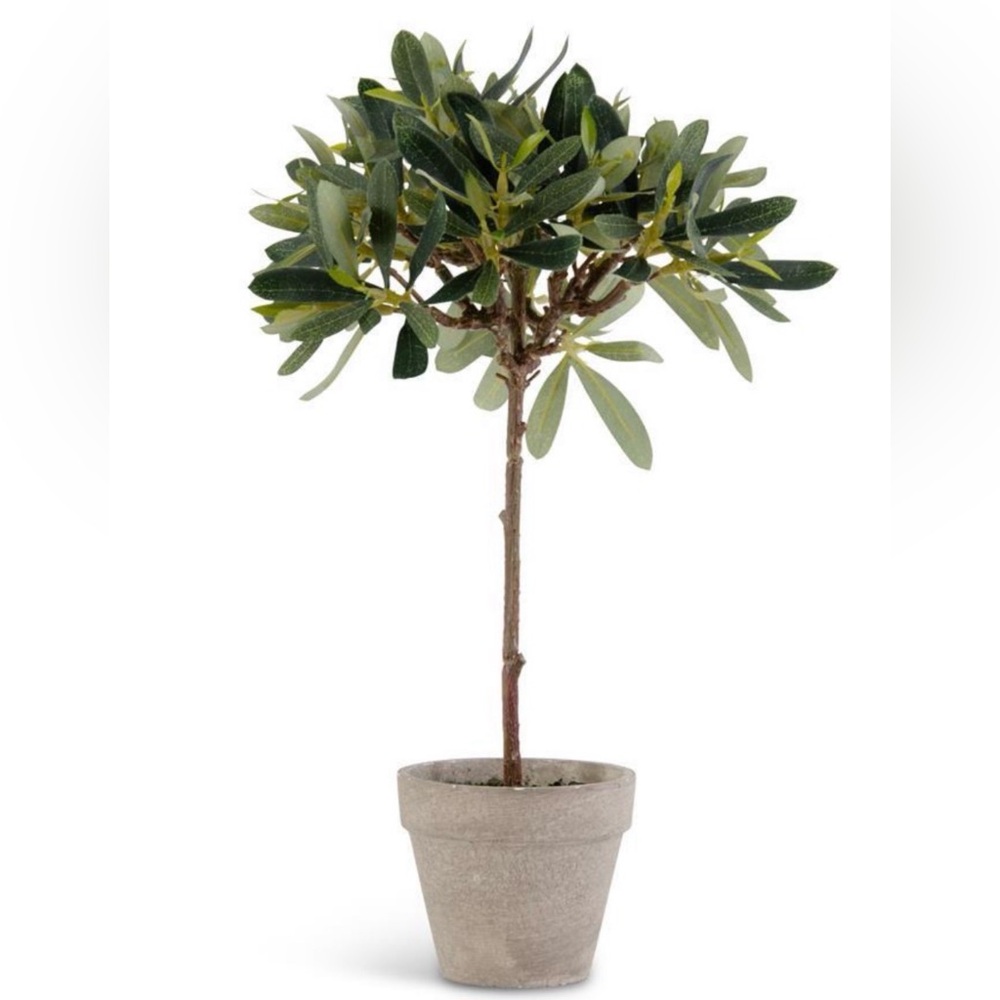 Olive Small Topiary in Cement Small Pot